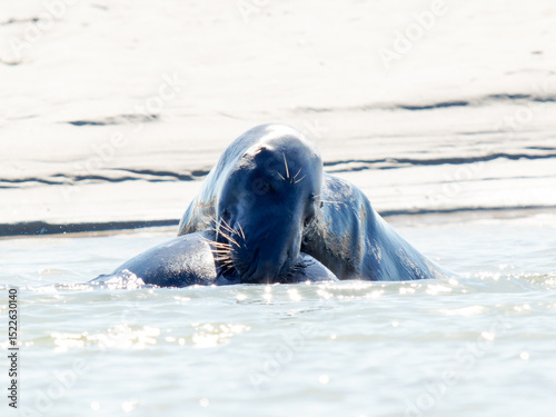 Deux phoques gris Halichoerus grypus jouant dans l’eau, mammifères marins en interaction, faune marine côtière, comportement social animal, phoque européen en mouvement