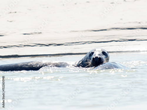 Deux phoques gris Halichoerus grypus jouant dans l’eau, mammifères marins en interaction, faune marine côtière, comportement social animal, phoque européen en mouvement