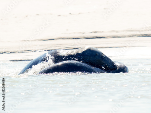 Deux phoques gris Halichoerus grypus jouant dans l’eau, mammifères marins en interaction, faune marine côtière, comportement social animal, phoque européen en mouvement