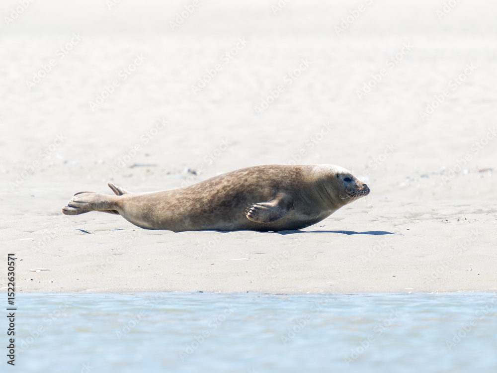 Fototapeta premium Phoque veau marin Phoca vitulina se déplaçant sur le sable à la Plaque aux Phoques de Berck, Pas-de-Calais, France, mammifère marin côtier, comportement naturel, faune sauvage marine