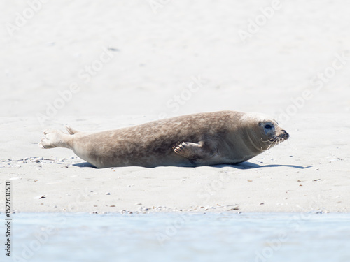 Phoque veau marin Phoca vitulina se déplaçant sur le sable à la Plaque aux Phoques de Berck, Pas-de-Calais, France, mammifère marin côtier, comportement naturel, faune sauvage marine