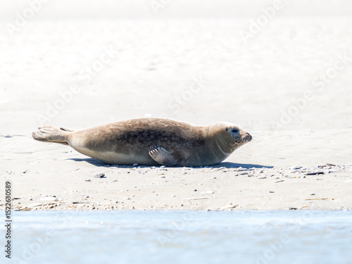Phoque veau marin Phoca vitulina se reposant sur le sable à marée basse, Plaque aux Phoques de Berck, Pas-de-Calais, France, mammifère marin côtier, faune sauvage marine