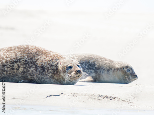 Phoque veau marin Phoca vitulina se reposant sur le sable à marée basse, Plaque aux Phoques de Berck, Pas-de-Calais, France, mammifère marin côtier, faune sauvage marine