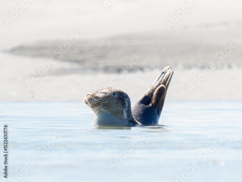 Phoque veau marin Phoca vitulina allongé sur le sable en sieste à marée montante, Plaque aux Phoques, Berck, Pas-de-Calais, France, mammifère marin côtier, faune sauvage marine