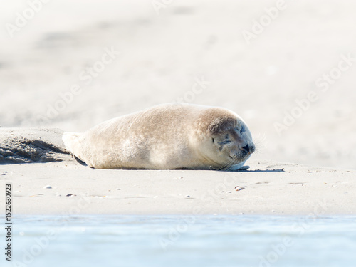 Phoque veau marin Phoca vitulina se reposant sur le sable à marée basse, Plaque aux Phoques de Berck, Pas-de-Calais, France, mammifère marin côtier, faune sauvage marine