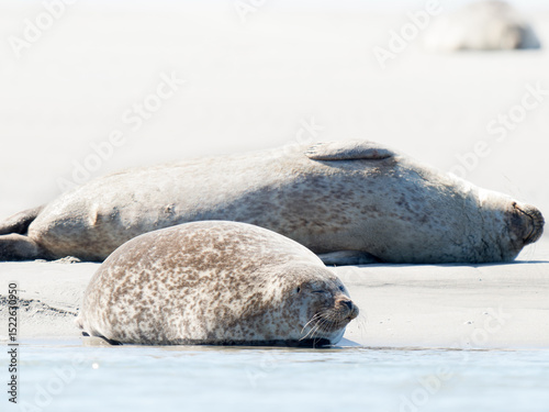Phoque veau marin Phoca vitulina se reposant sur le sable à marée basse, Plaque aux Phoques de Berck, Pas-de-Calais, France, mammifère marin côtier, faune sauvage marine