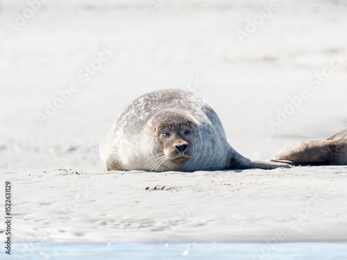 Phoque veau marin Phoca vitulina se reposant sur le sable à marée basse, Plaque aux Phoques de Berck, Pas-de-Calais, France, mammifère marin côtier, faune sauvage marine