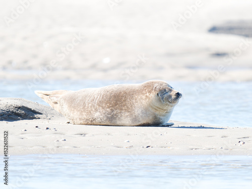 Phoque veau marin Phoca vitulina se reposant sur le sable à marée basse, Plaque aux Phoques de Berck, Pas-de-Calais, France, mammifère marin côtier, faune sauvage marine