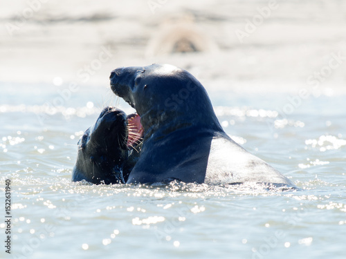 Deux phoques gris Halichoerus grypus jouant dans l’eau, mammifères marins en interaction, faune marine côtière, comportement social animal, phoque européen en mouvement