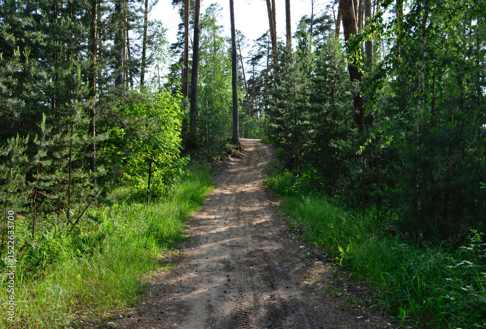 Obraz premium A path in the dense forest with pine trees and sunlight