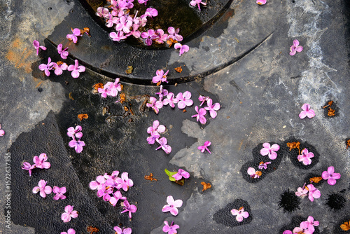 Pink petals fallen in a random pattern on a textured black grungy surface, suitable as background or backdrop