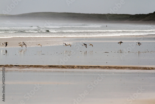 Seagulls on the beach 2
