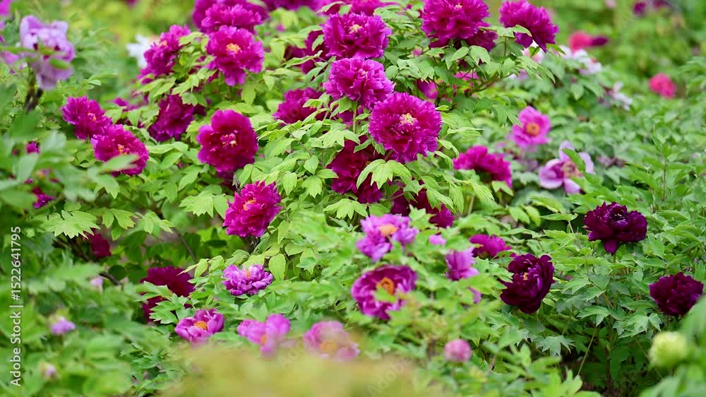 Peonies swaying in the countryside Peonies swaying in the countryside