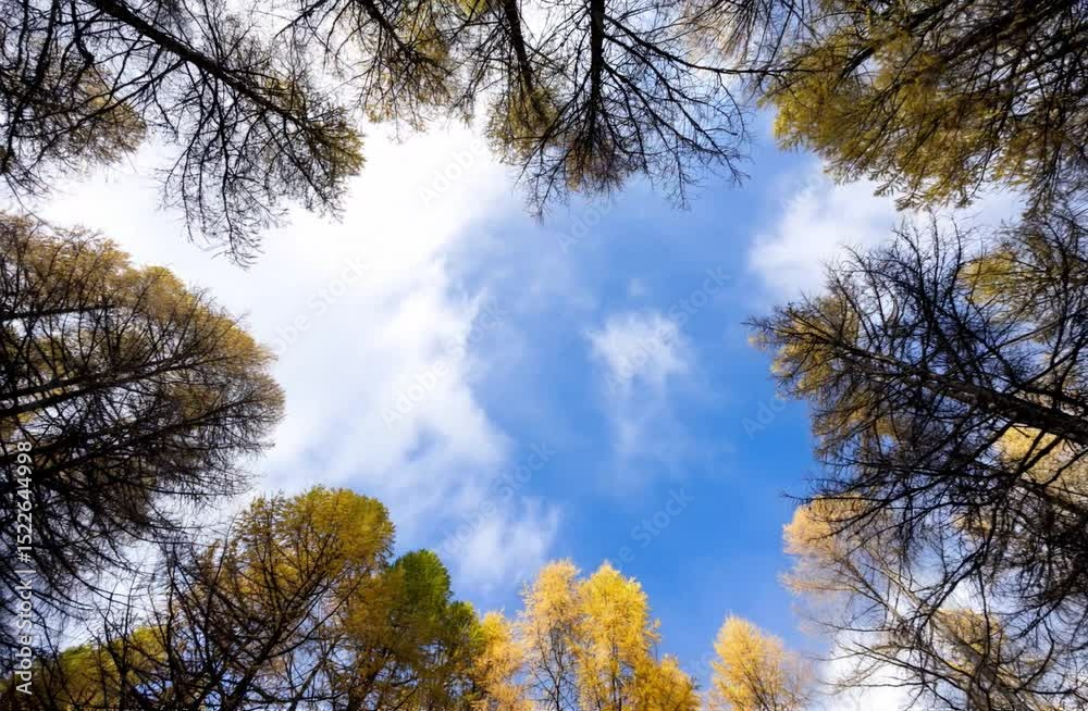 larici nel bosco, inquadrati dal basso con il movimento delle nuvole