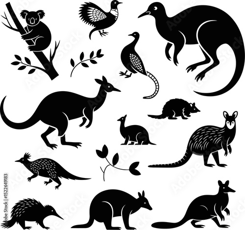 Australian wildlife animals vector illustration kangaroo koala echidna quoll birds silhouettes black and white art editable stock vector illustration