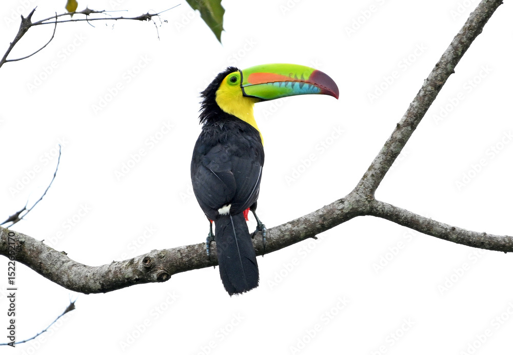 Fototapeta premium un precioso tucan en costa rica