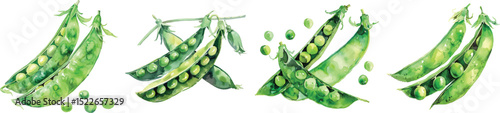 Pea Pods Vector Illustration on White Background