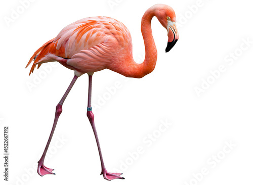 Pink flamingo in flight isolated on transparent background