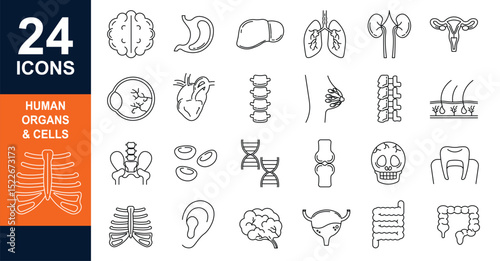 Human Anatomy Line Icons Editable Stroke