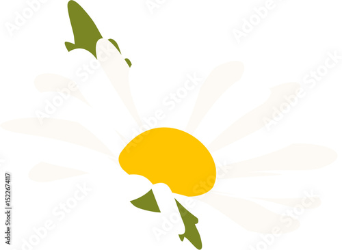 Daisy Flower with white petals