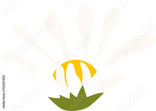Daisy Flower with white petals
