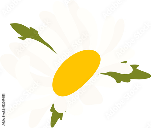 Daisy Flower with white petals
