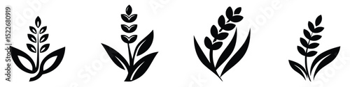 Vector illustration Set Vector Wheat, Grain, Plant Silhouettes: Botanical Icons for Design, Branding, and Agriculture