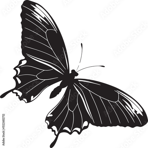 butterfly on white background