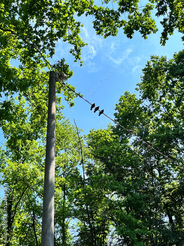 Fototapeta premium Birds sitting on a wire between green trees under a clear blue sky. Peaceful summer forest view with electric pole and nature background