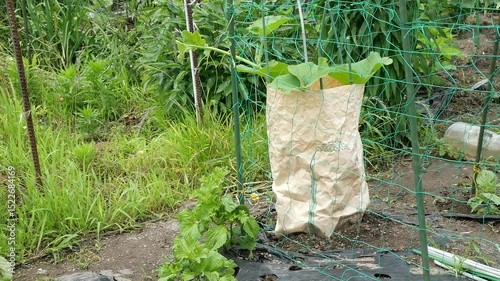 家庭菜園のきゅうり栽培