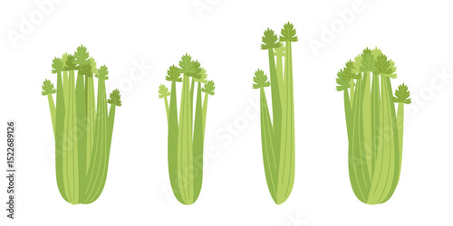 Celery bunch set. Ripe raw stems of various types with leaves.