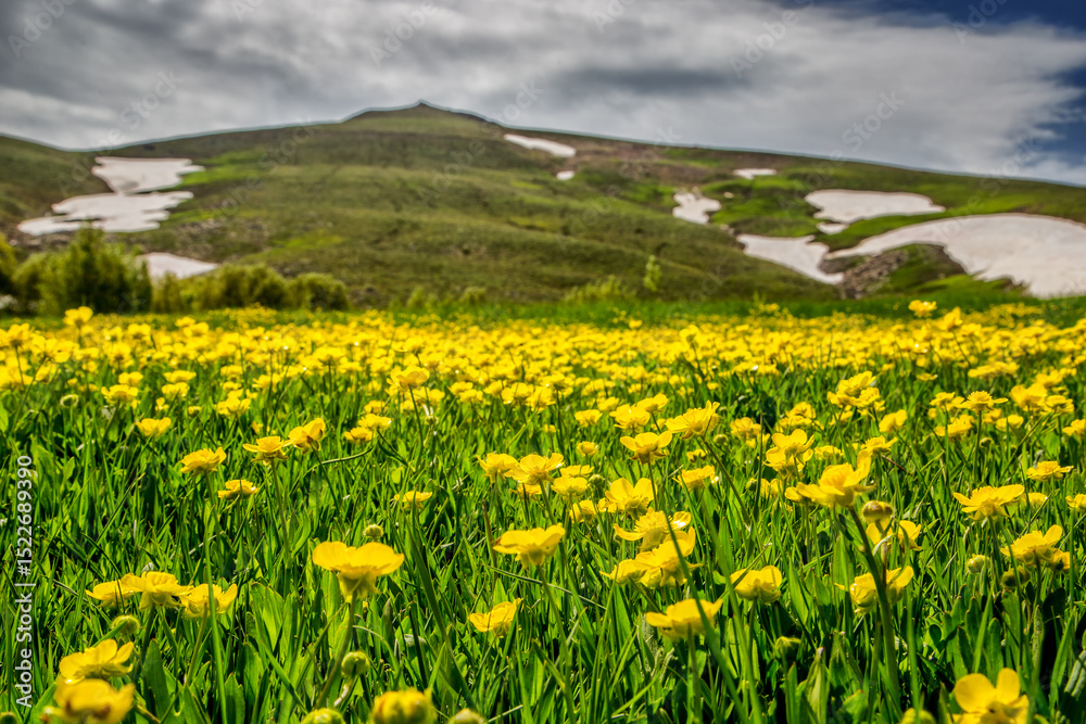 Fototapeta premium meadow with flowers