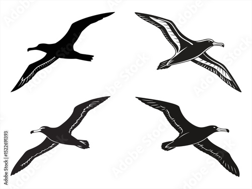 albatross sihouette black vector bundle