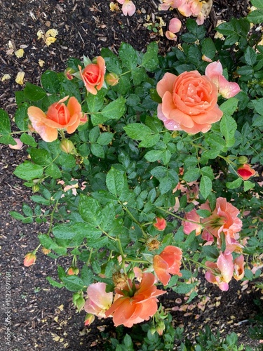 coral roses in the garden