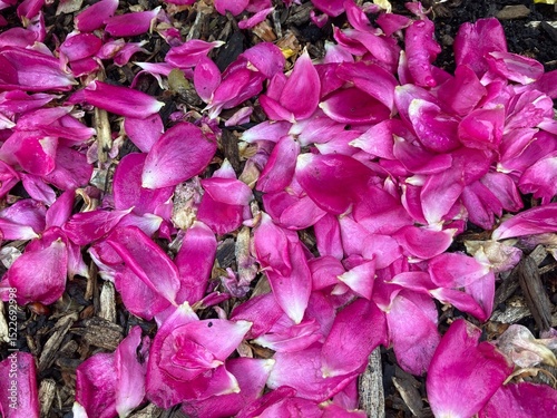 pink rose petals on the ground