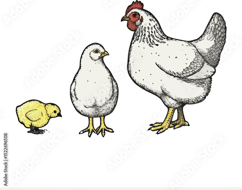 Hen and chicken vector illustration on transparent background.
