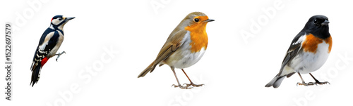Three Wild Birds: Woodpecker, Robin, and Flycatcher on White Background

