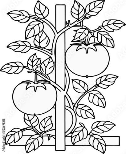 Minimalist line art icon of a tomato plant supported by a vertical garden stake, with multiple leaves and two ripe tomatoes hanging from the vine.