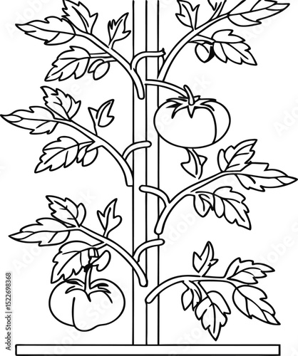 Minimalist line art icon of a tomato plant supported by a vertical garden stake, with multiple leaves and two ripe tomatoes hanging from the vine.