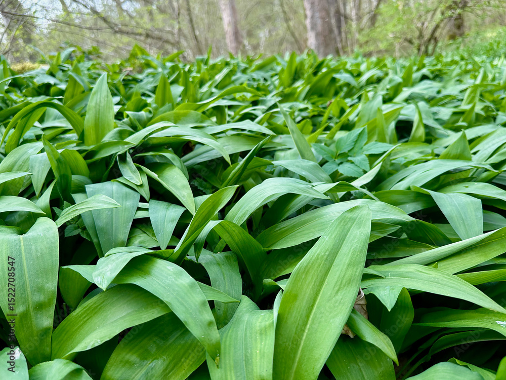 Obraz premium Bärlauch 3