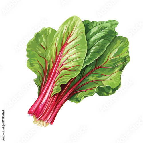 Detailed Illustration of Chard Vegetable Nutrition, Vitamin, and Health Benefits