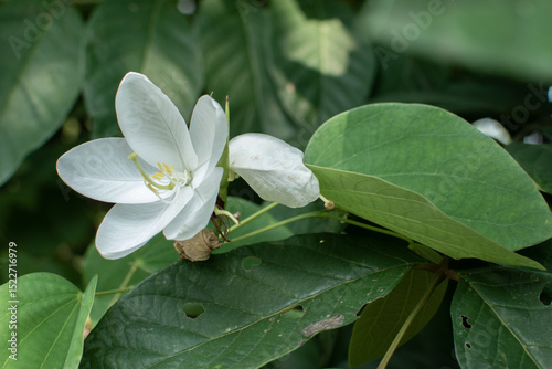 A Close-up of a white Kachnar (Bauhinia variegata) flower in full bloom, surrounded by lush green leaves. The delicate petals and vibrant stamens. photo