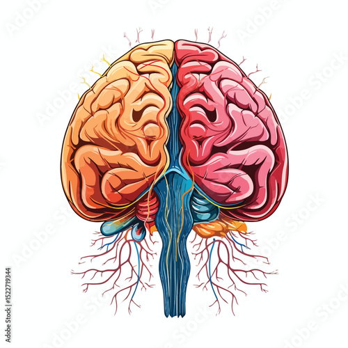 Detailed Vector Illustration of Healthy Human Brain Organ Anatomy and Memory Functions