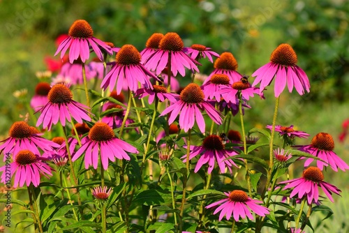 Flowering Echinacea purpurea in the garden of the citadel of Targu Mures