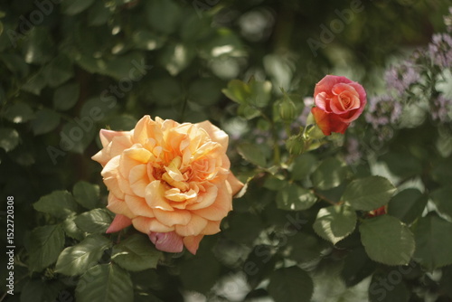 orange rose in garden