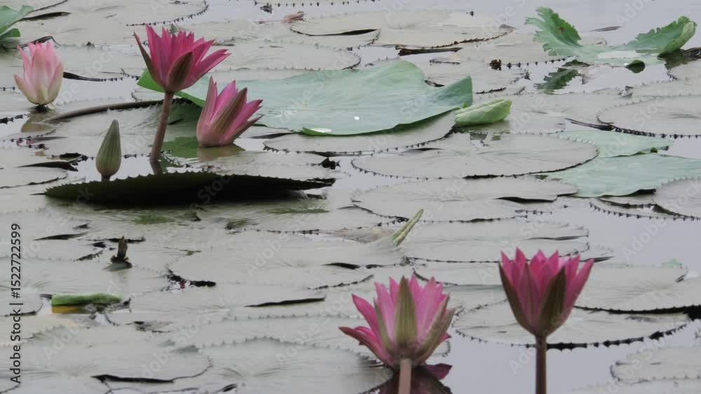  Peace blooms in the serene lotus pond