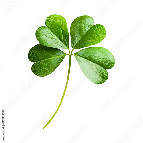 leaf clover, isolated on fully transparent png background