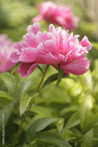 pink peony flower