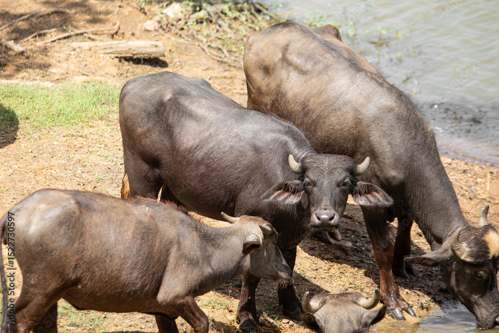 Asian buffalos at a watering hole Asian buffalos at a watering hole