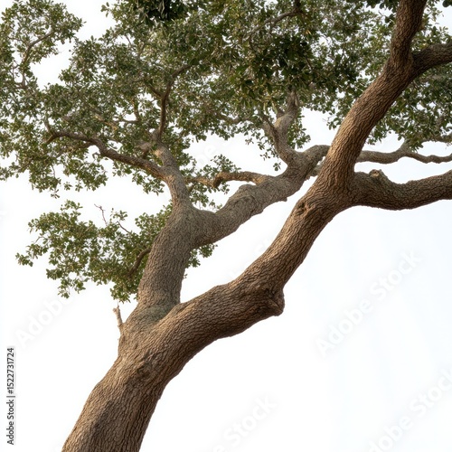 Ancient oak tree with thick gnarled limbs and a wide canopy of lush green leaves captured in full view from a low angle